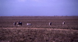 somalia7.jpg