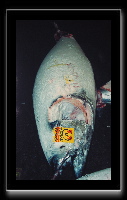 tsukiji11.jpg