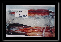 tsukiji06.jpg